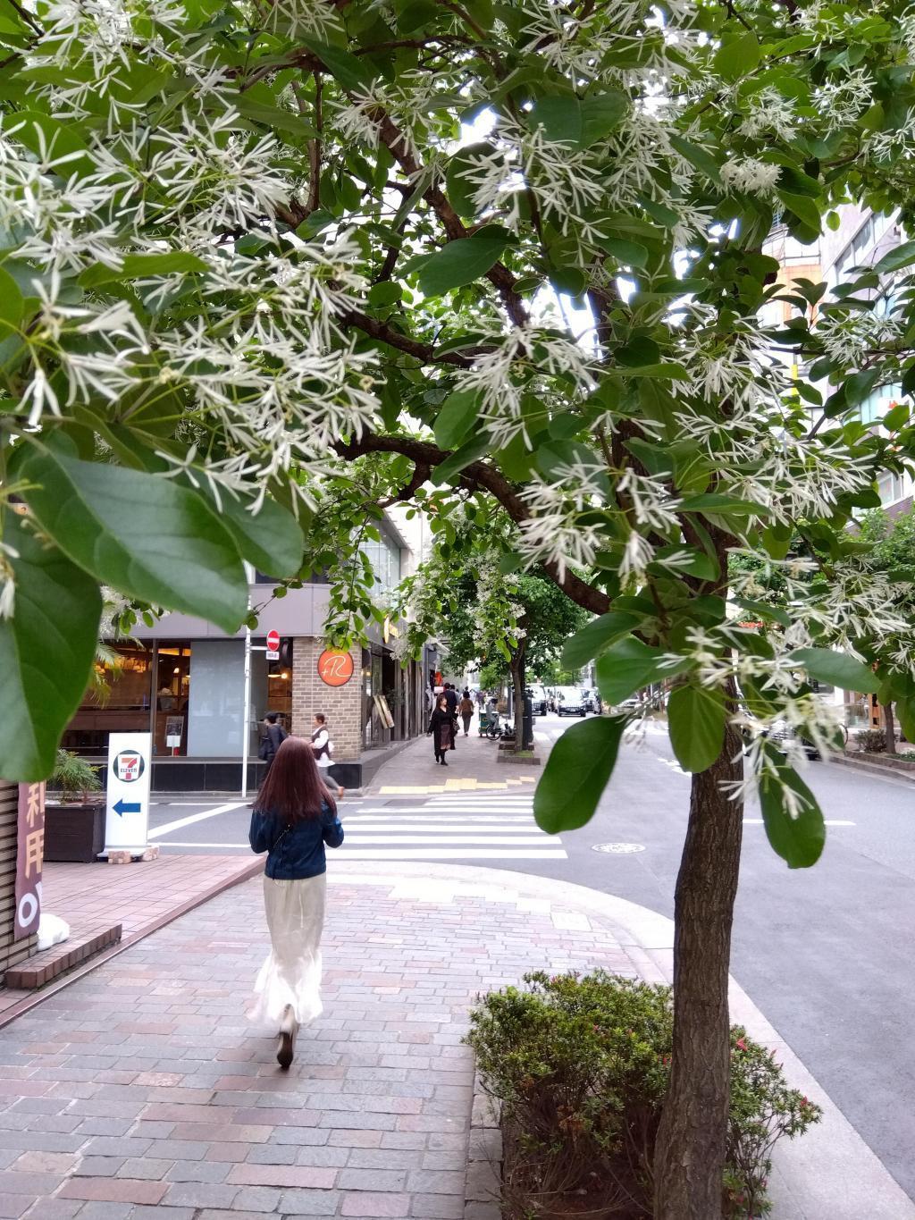 Ginza Marronnier and "Nanja Monja" are in full bloom during flowering on Ginza Miyuki Street.