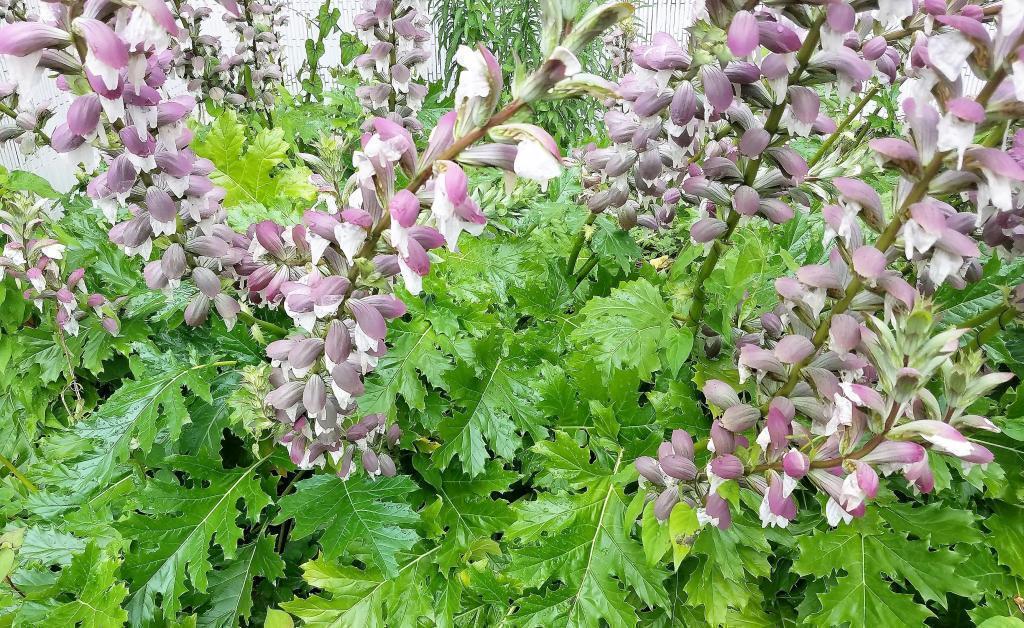  All-green acanthus