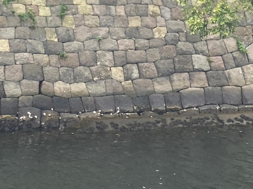  Is it a mystery to the stone wall of Hamarikyu? The mark is!