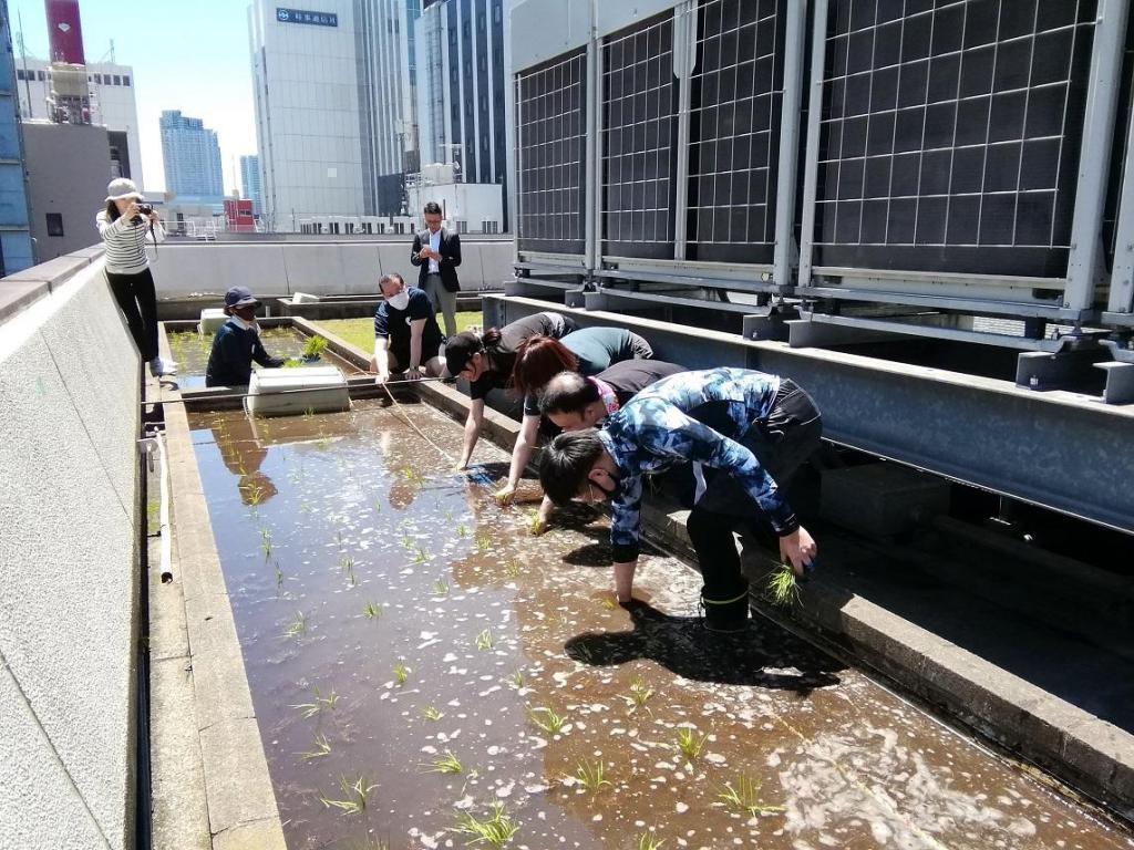  "Hakuzuru Ginza Tenku Farm" This year in 2023 is also rice planting.
　　~ Hakutsuru Sake Brewery ~