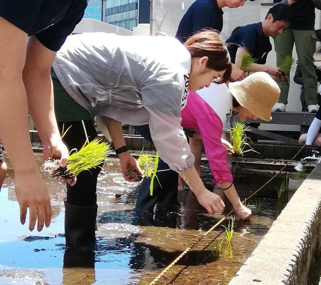  "Hakuzuru Ginza Tenku Farm" This year in 2023 is also rice planting.
　　~ Hakutsuru Sake Brewery ~