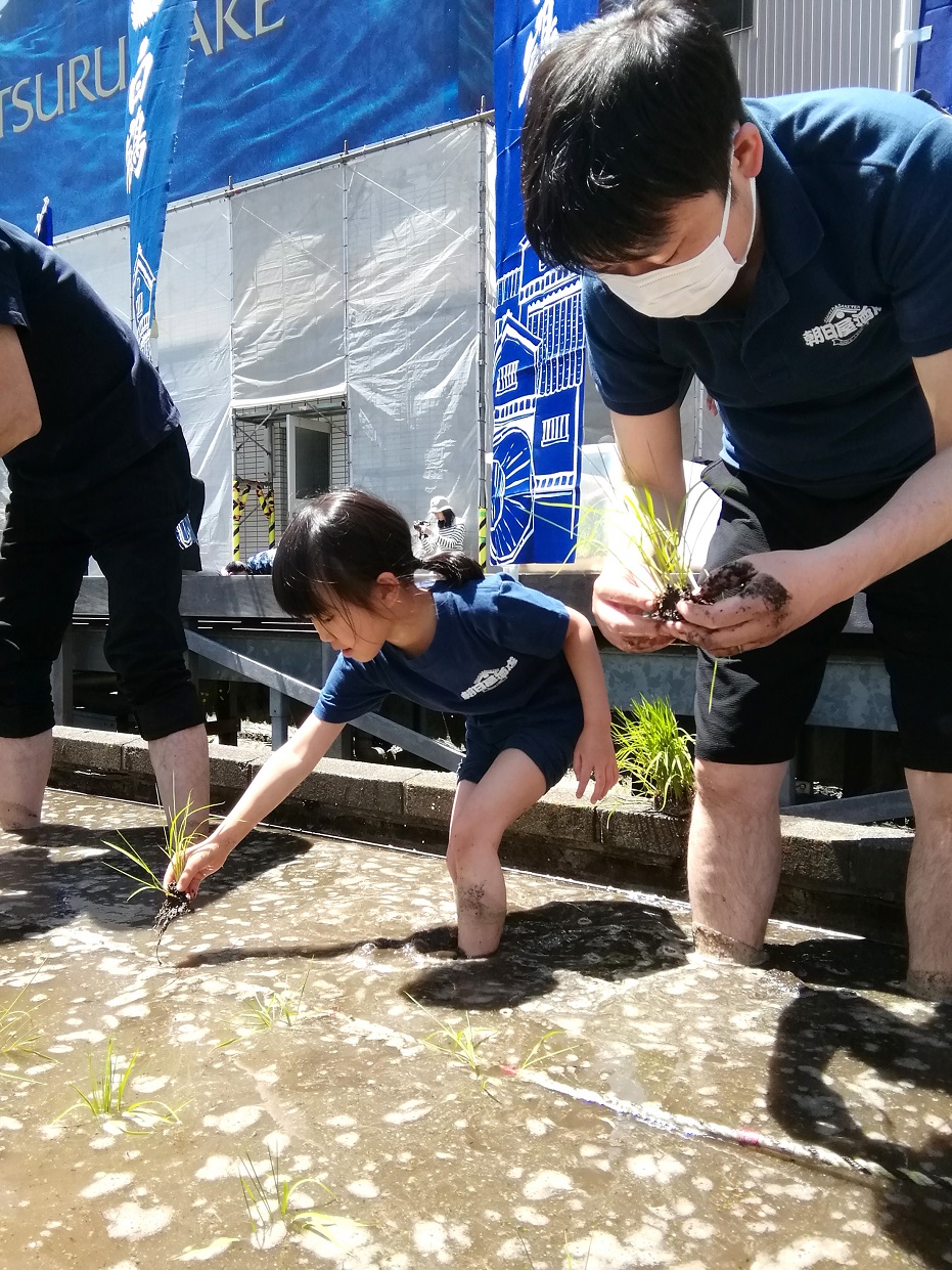  "Hakuzuru Ginza Tenku Farm" This year in 2023 is also rice planting.
　　~ Hakutsuru Sake Brewery ~