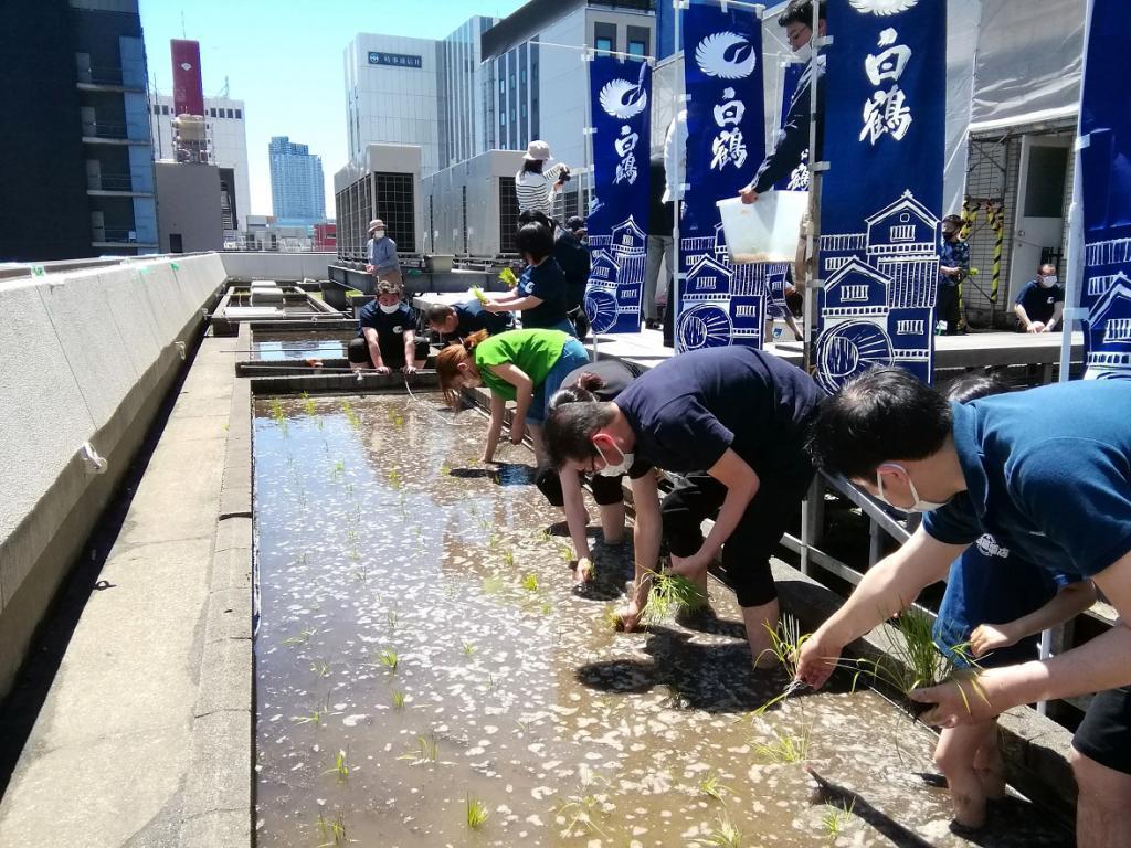  "Hakuzuru Ginza Tenku Farm" This year in 2023 is also rice planting.
　　~ Hakutsuru Sake Brewery ~