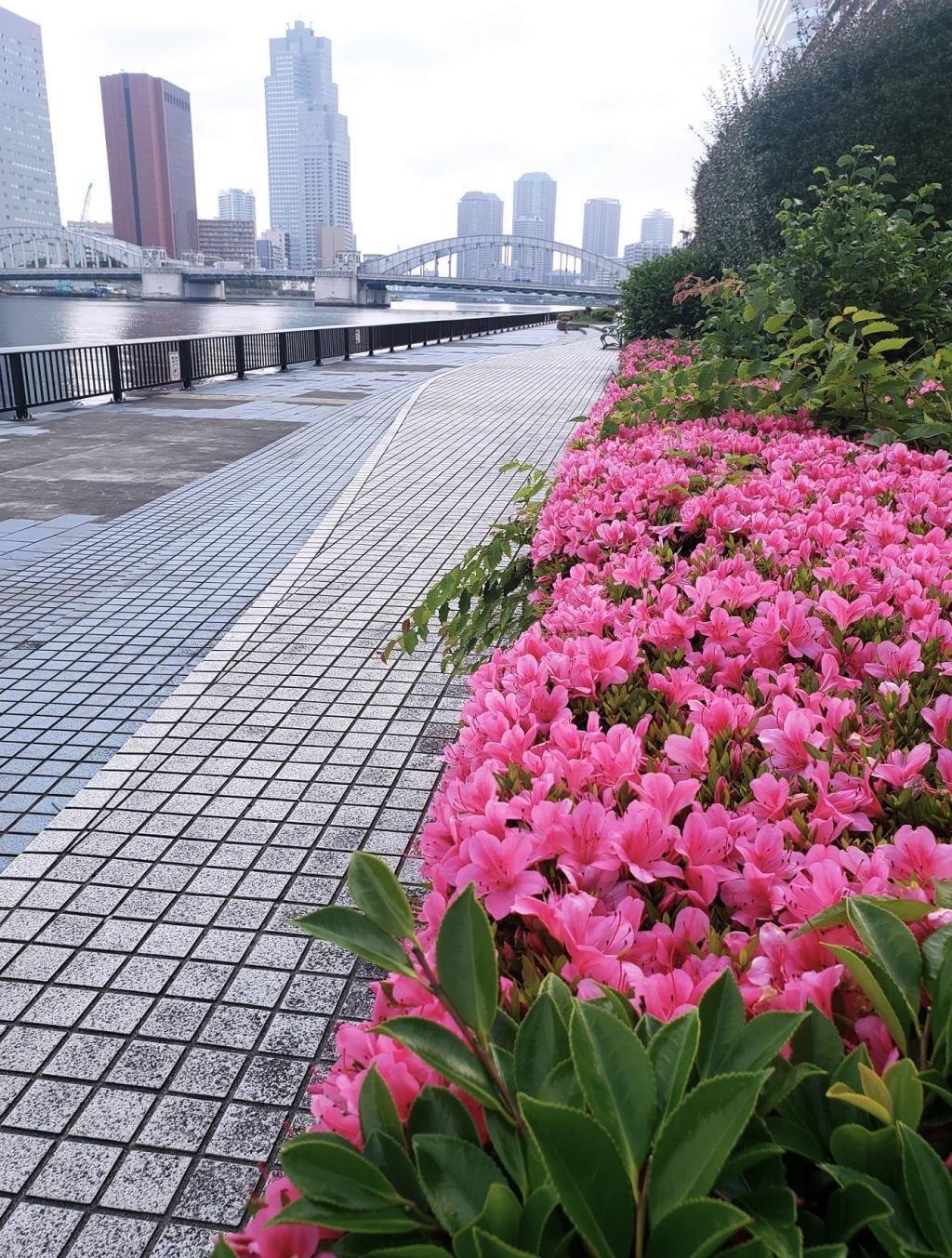  Kachidokibashi Walking Course from Tsukiji Ohashi