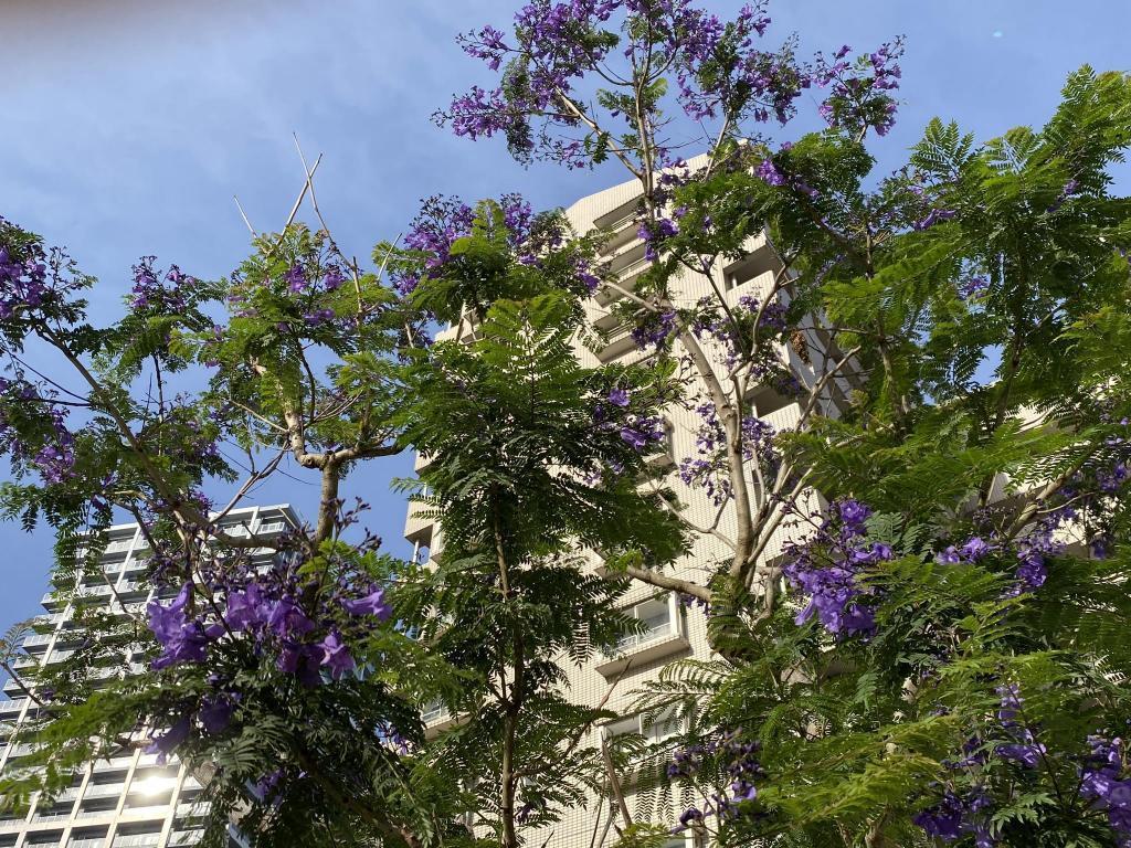  Jacaranda flowering　　
　~ River City in Tsukuda 21~