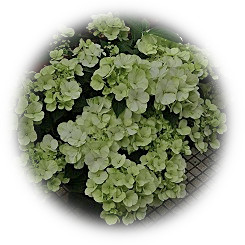  Hydrangea Garden 2023