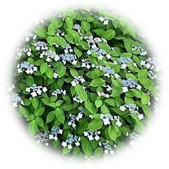  2023 "hydrangea" is a Japanese style that gently colors the daimyo garden with a green breeze.