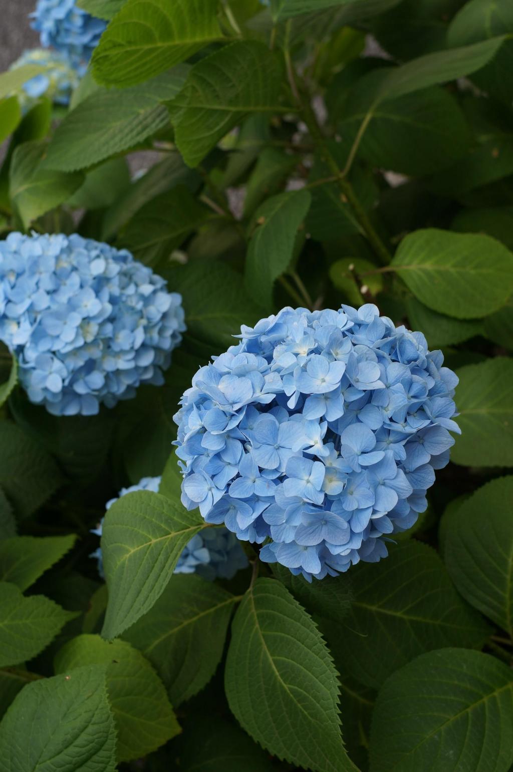  Hydrangea on the street in front of Kibikicho and Ginza Blossom