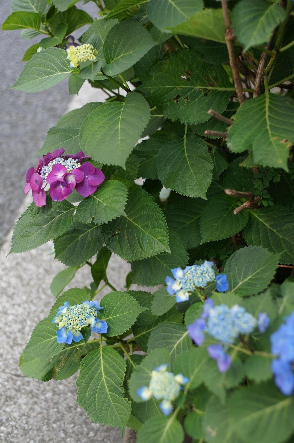  Hydrangea on the street in front of Kibikicho and Ginza Blossom