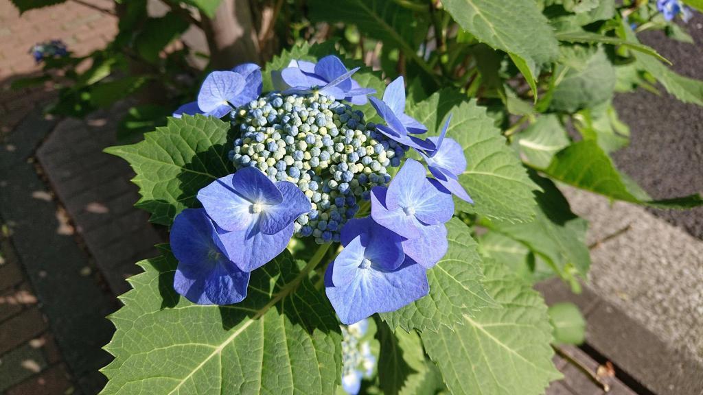  Hydrangea on the street in front of Kibikicho and Ginza Blossom