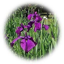  2023 Elegant color of traditional horticultural flower "Japanese iris"