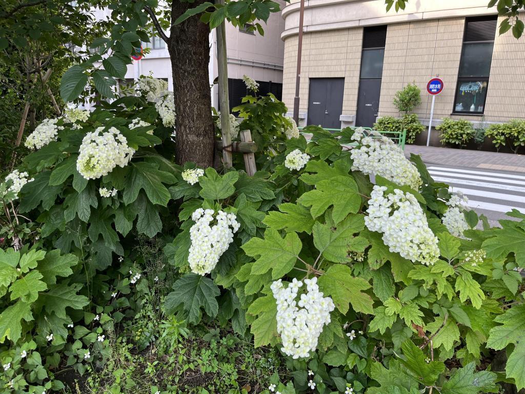  It's the season of hydrangea