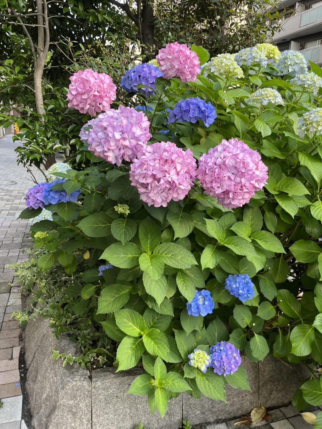  It's the season of hydrangea