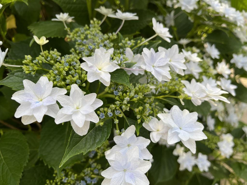  It's the season of hydrangea