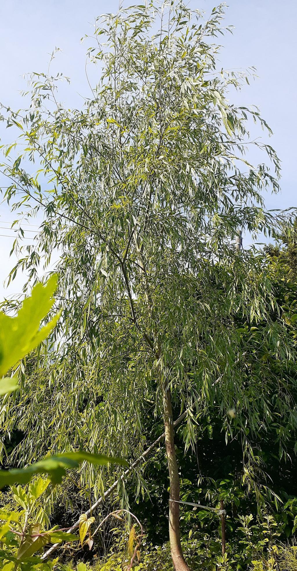  "Ginza Willow" Growth Diary-Summer 2023-