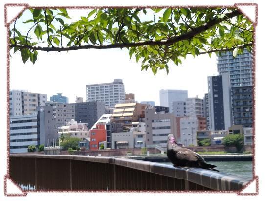  Minatokko Diary Tsukuda's leisurely pigeon