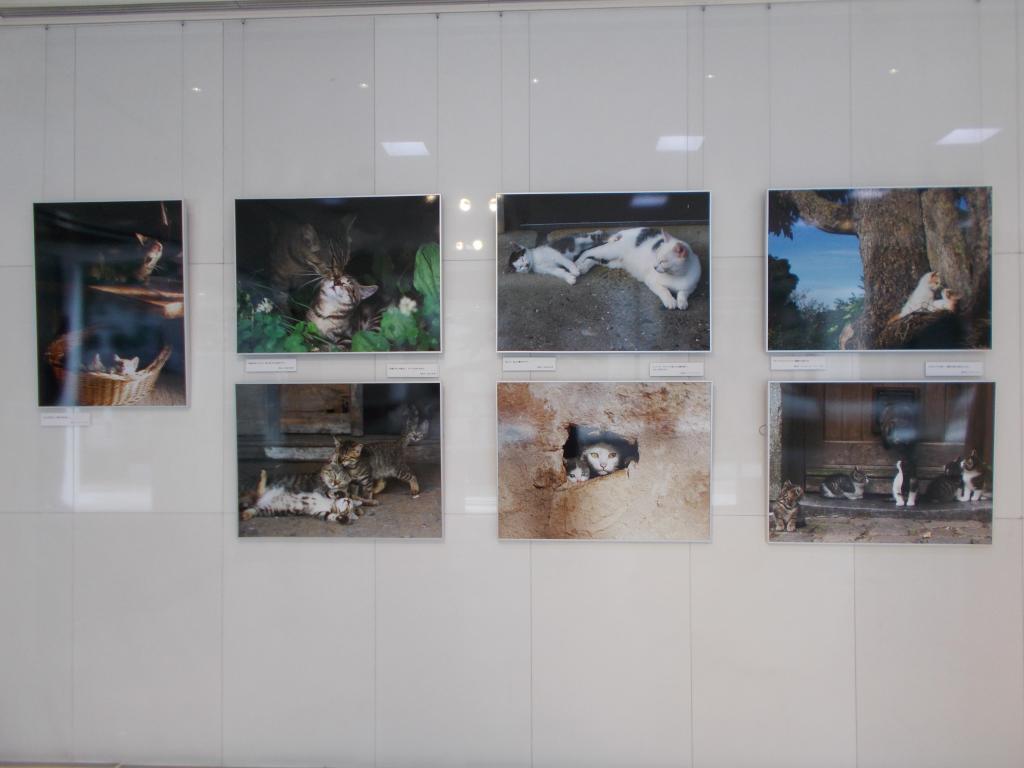  Mitsuaki Iwago Photo Exhibition / Animal Family IN Noevia Ginza Gallery