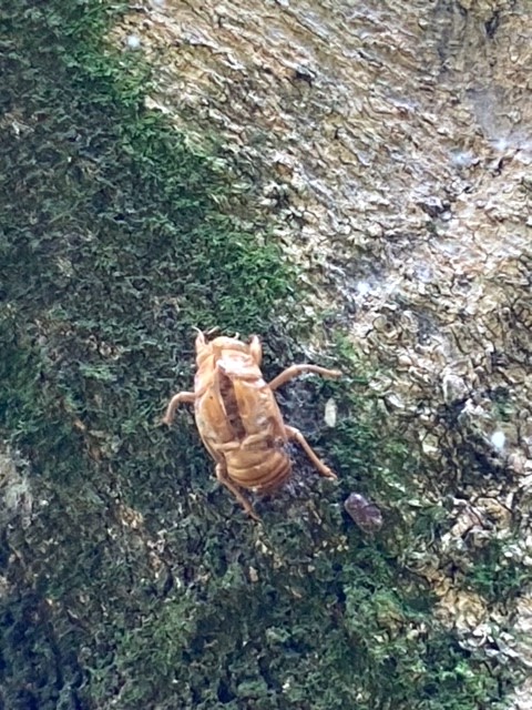  kaempfer cicada