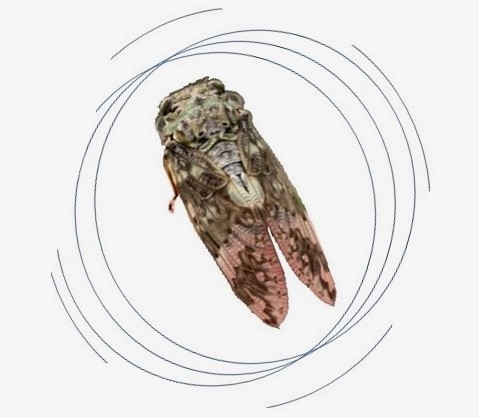  kaempfer cicada