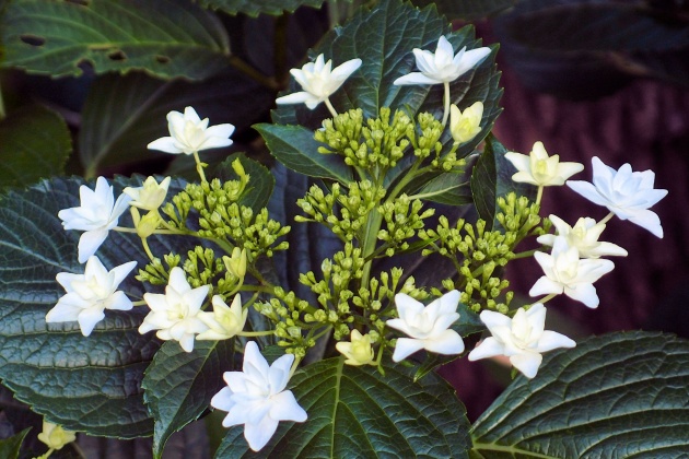  Hydrangea of Akashicho and St. Luke's