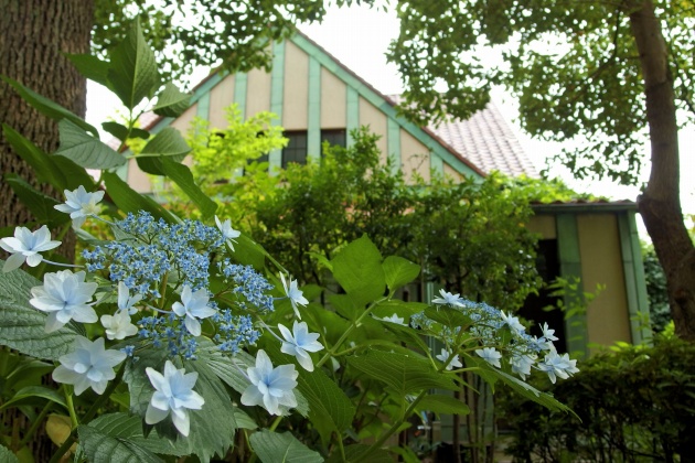  Hydrangea of Akashicho and St. Luke's