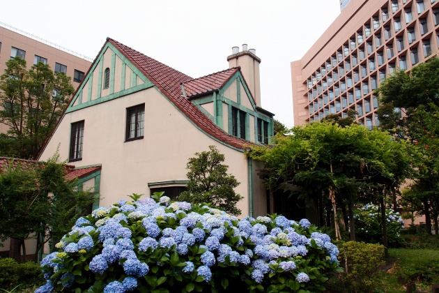  Hydrangea of Akashicho and St. Luke's