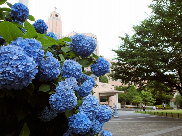  Hydrangea of Akashicho and St. Luke's