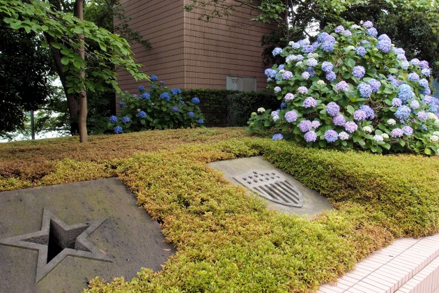  Hydrangea of Akashicho and St. Luke's