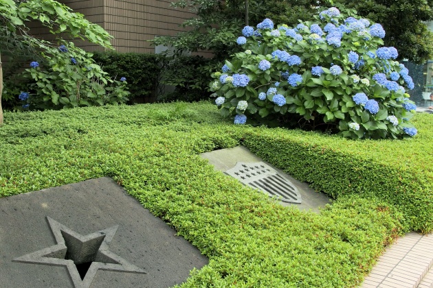  Hydrangea of Akashicho and St. Luke's