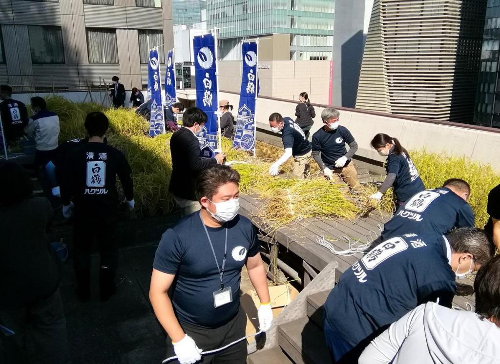  Hakutsuru Ginza Tenku Farm
　Rice growth as of 2023
　　~ Hakutsuru Sake Brewery ~