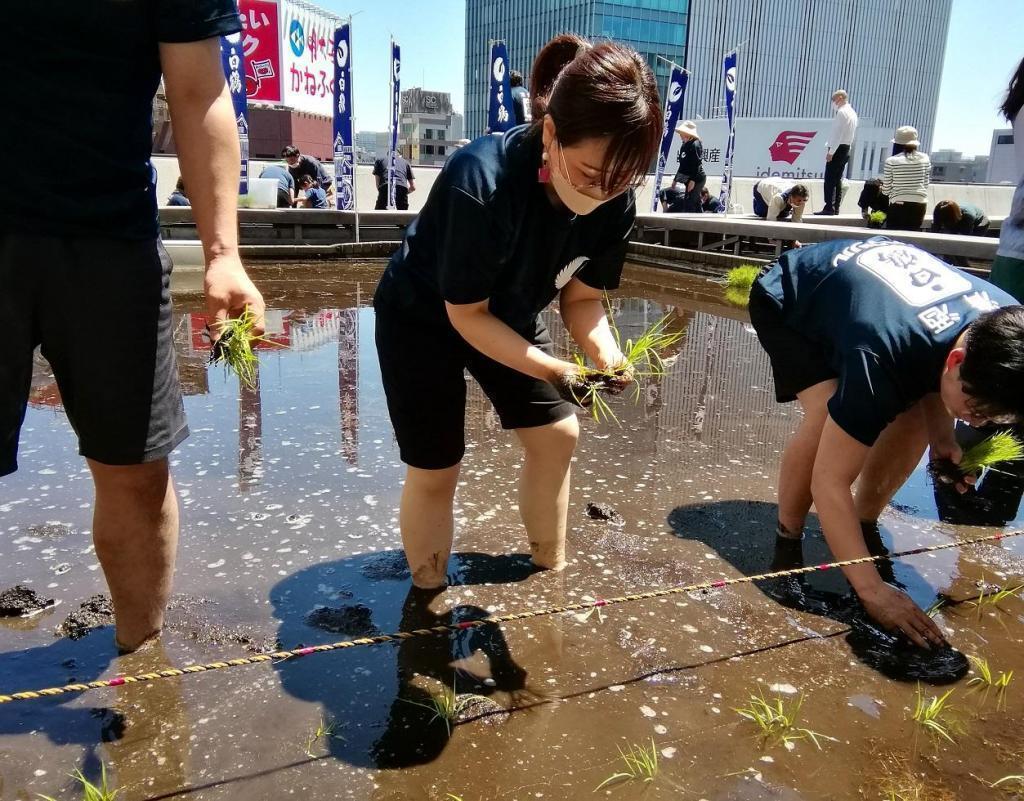  Hakutsuru Ginza Tenku Farm
　Rice growth as of 2023
　　~ Hakutsuru Sake Brewery ~