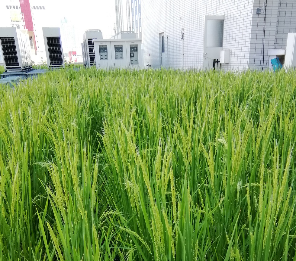  Hakutsuru Ginza Tenku Farm
　Rice growth as of 2023
　　~ Hakutsuru Sake Brewery ~