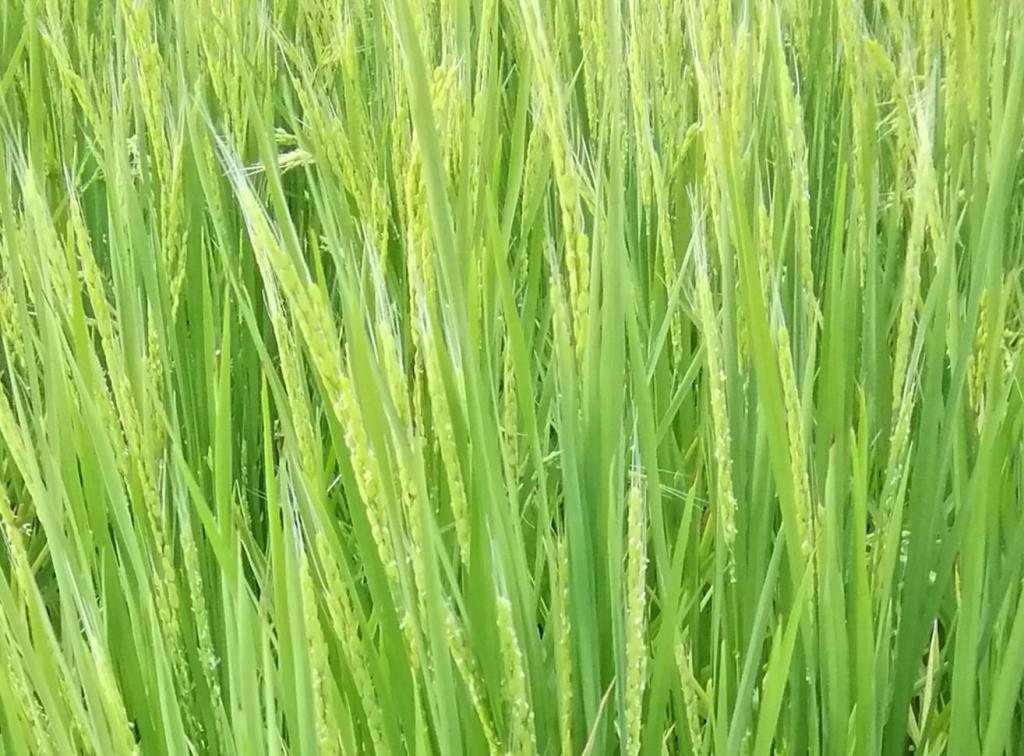  Hakutsuru Ginza Tenku Farm
　Rice growth as of 2023
　　~ Hakutsuru Sake Brewery ~