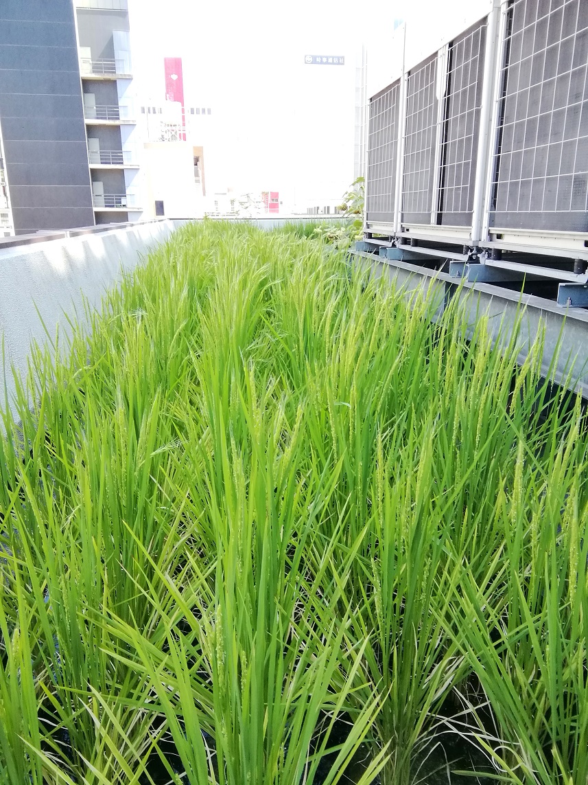  Hakutsuru Ginza Tenku Farm
　Rice growth as of 2023
　　~ Hakutsuru Sake Brewery ~