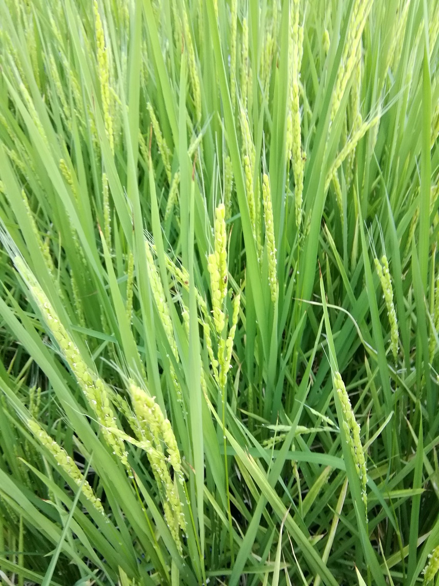  Hakutsuru Ginza Tenku Farm
　Rice growth as of 2023
　　~ Hakutsuru Sake Brewery ~