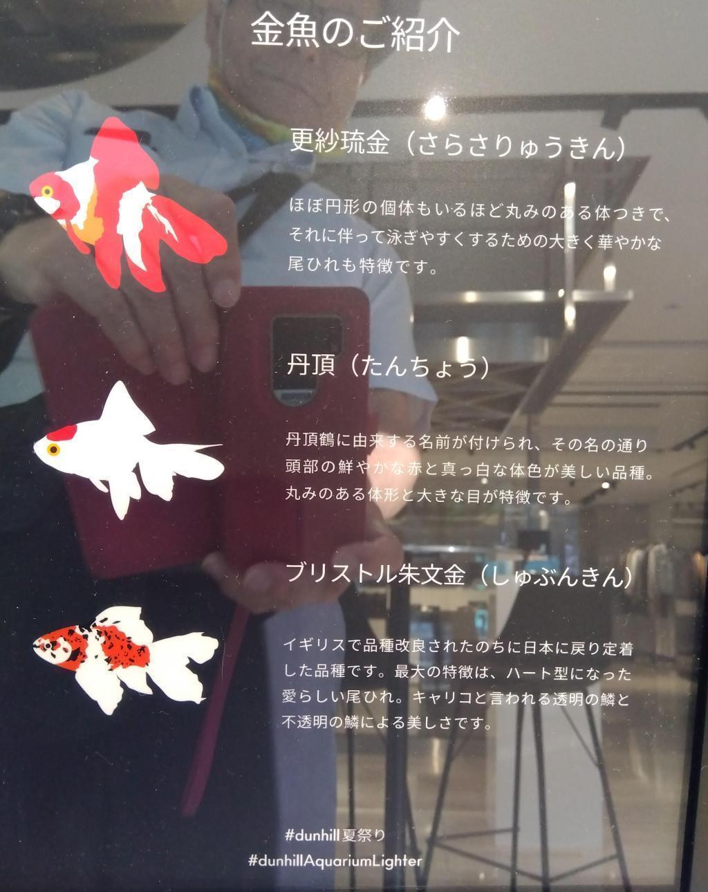 Introduction of swimming goldfish "Dunhill Summer Festival -Summer Aquarium-" Held from 8/4 to 8/20