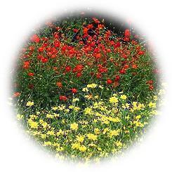  Orange-red/yellow flower garden that colors late summer 2023