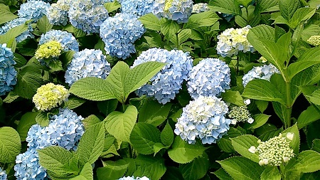  Mystery breakfast and hydrangea