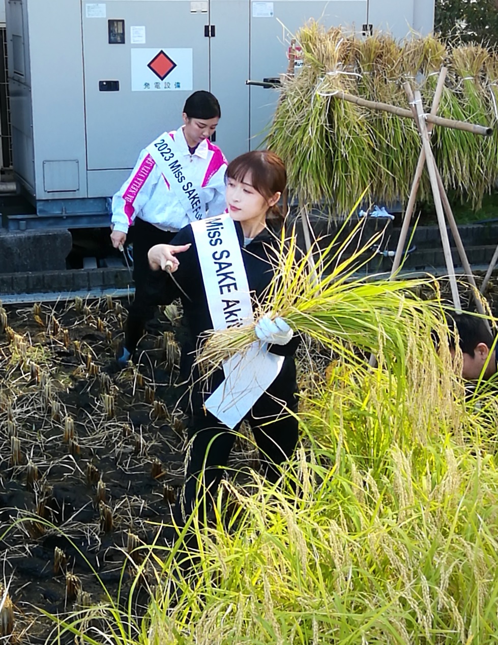  2023 Hakutsuru Ginza Tenku Rice Harvesting
　　~ Hakutsuru Sake Brewery ~