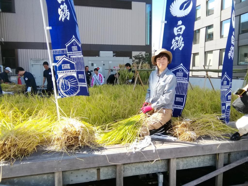  2023 Hakutsuru Ginza Tenku Rice Harvesting
　　~ Hakutsuru Sake Brewery ~