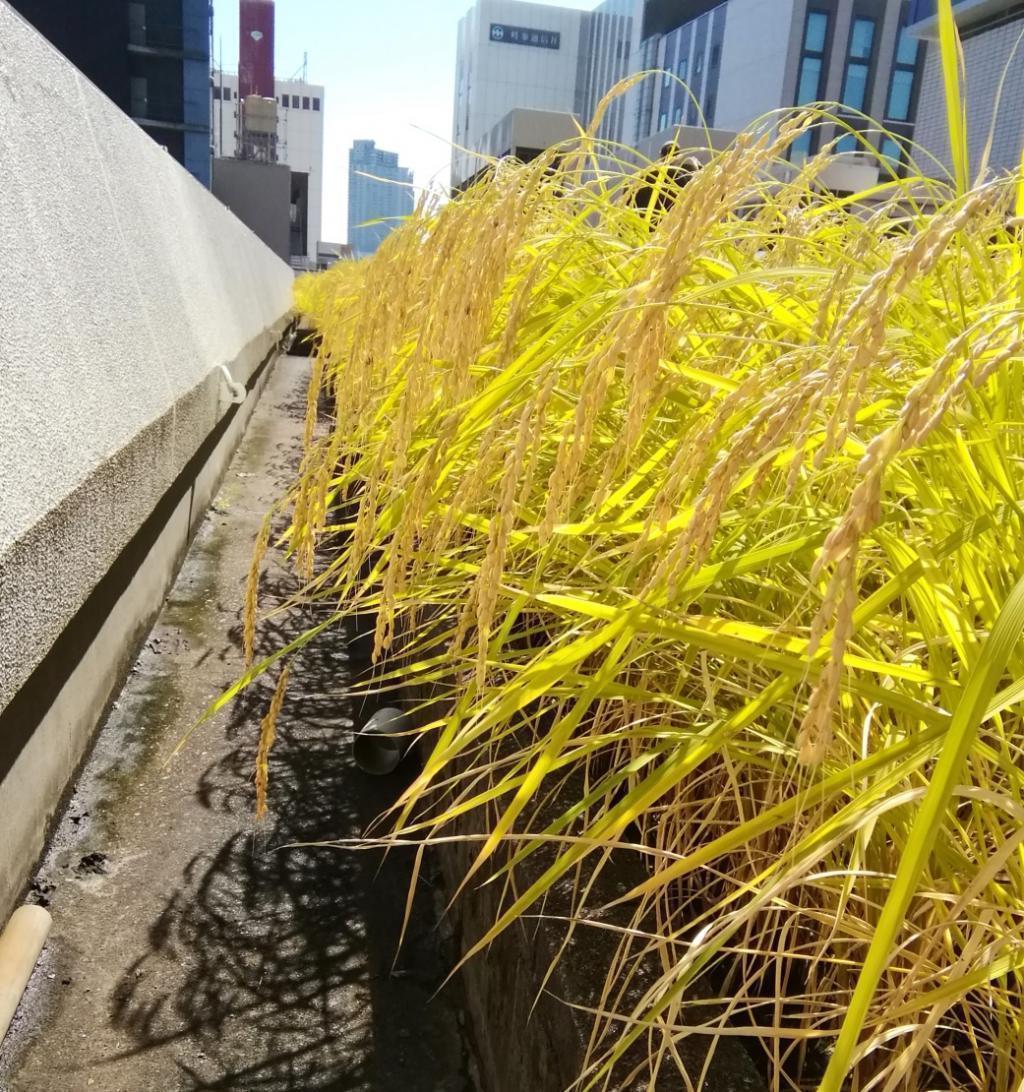  2023 Hakutsuru Ginza Tenku Rice Harvesting
　　~ Hakutsuru Sake Brewery ~