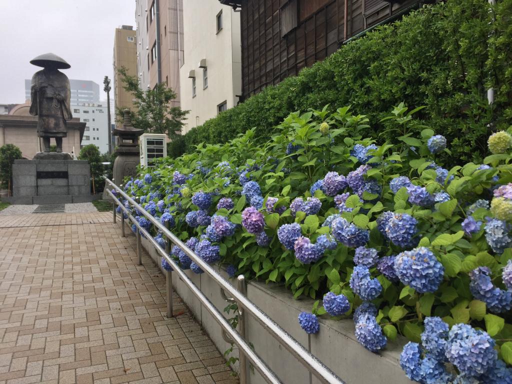  Only in the rainy season! How to enjoy Tsukiji Honganji Temple