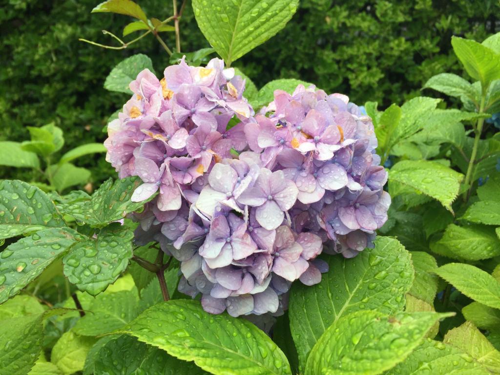  Only in the rainy season! How to enjoy Tsukiji Honganji Temple