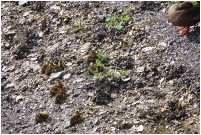  Tsukuda digging where Indian spot-billed duck chicks grow up