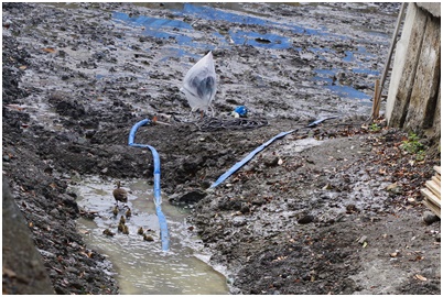  Tsukuda digging where Indian spot-billed duck chicks grow up