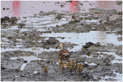  Tsukuda digging where Indian spot-billed duck chicks grow up