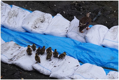  Tsukuda digging where Indian spot-billed duck chicks grow up