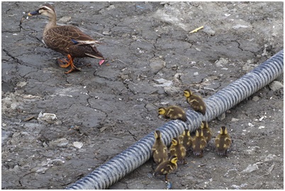  Tsukuda digging where Indian spot-billed duck chicks grow up