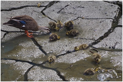  Tsukuda digging where Indian spot-billed duck chicks grow up