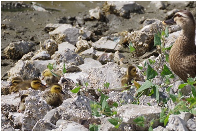  Tsukuda digging where Indian spot-billed duck chicks grow up